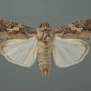 thumbnail for publication: Fall Armyworm, Spodoptera frugiperda (J.E. Smith) (Insecta: Lepidoptera: Noctuidae)